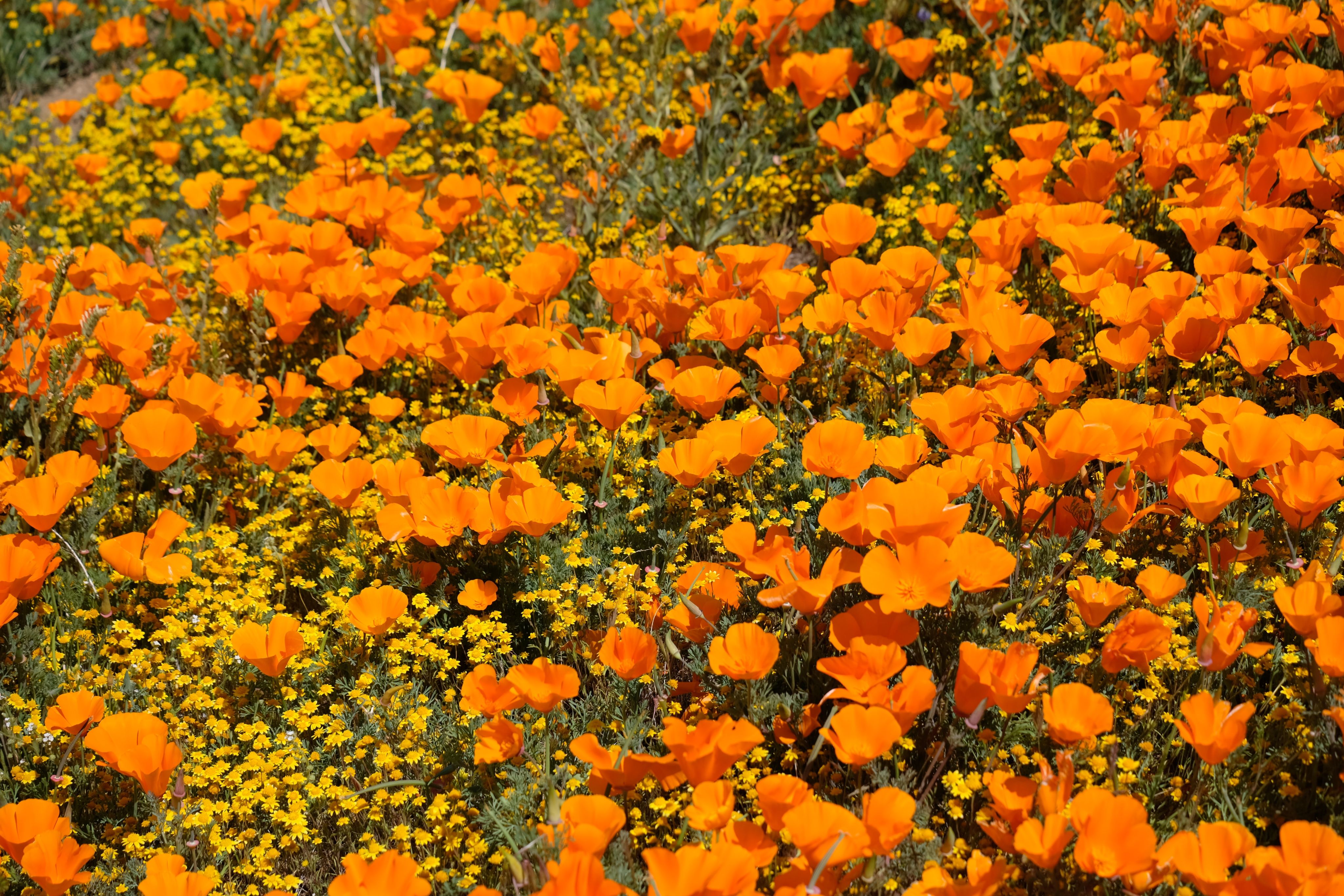Hundreds of small orange flowers in bloom against green grass.